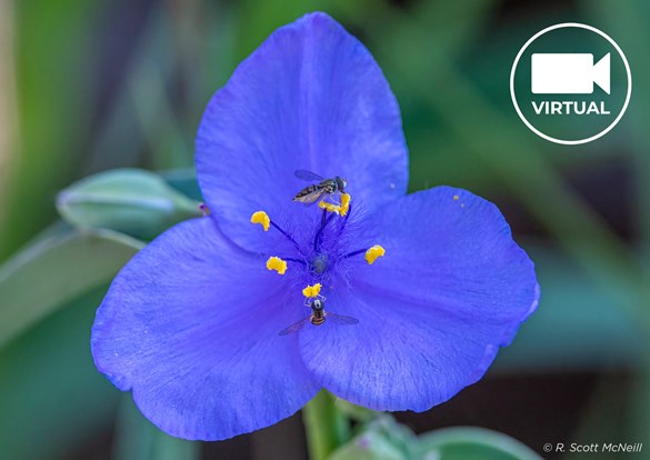 A vibrant blue flower with a bee resting on it, highlighting the interaction between plants and pollinators.