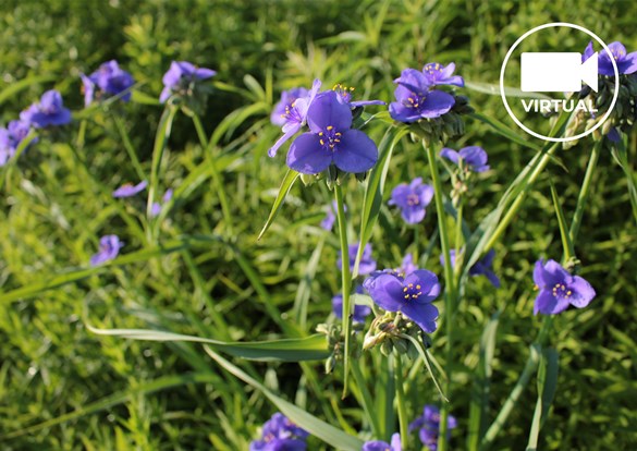 Purple spiderwort native perennial wildflower with grass-like foliage.