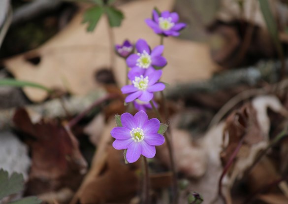 A beautiful patch of purple flowers growing naturally in the woods.