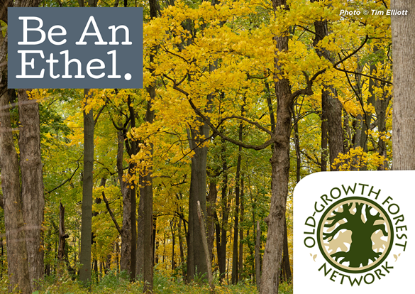 Be An Ethel-Old Growth Forest