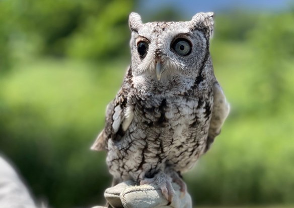 Closeup photograph small owl