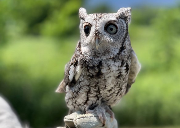 Web_Event-Owl