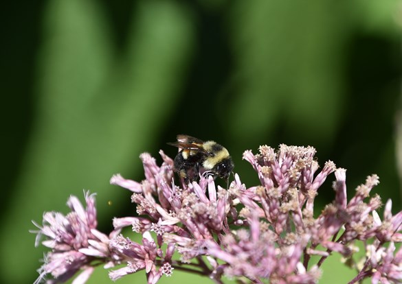 A close-up of a bee perched on a colorful flower.
