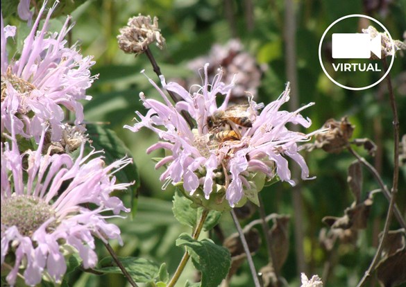 Bumble bee sitting ona purple cone flower.