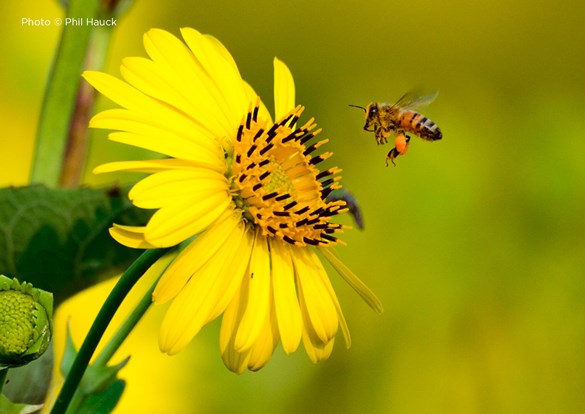 Honey bee pollinating a bright yellow flower.