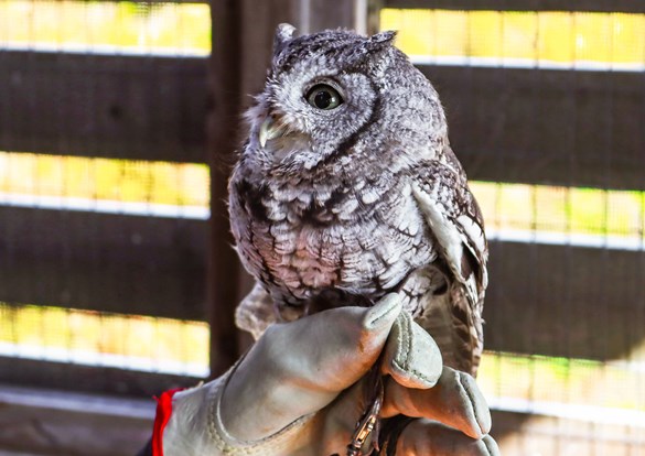  Education staff member with a small screech owl perched on their gloved hand.