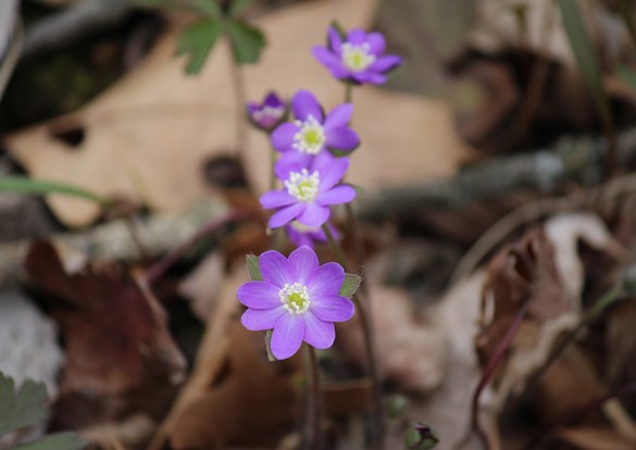 Delicate purple and white Hepatica flowers growing in the woods