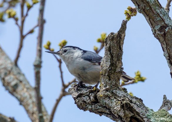 White-breasted nuthatch sitting on a dead tree branch in front of blue skies.