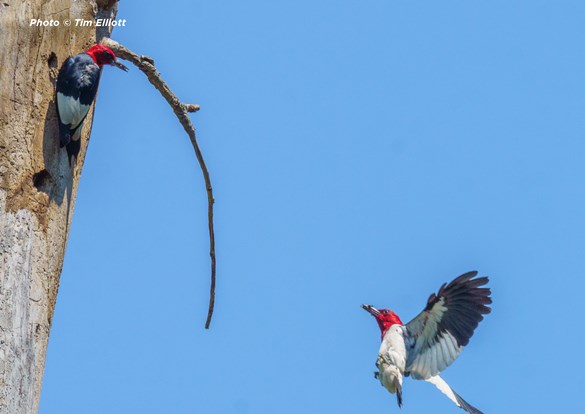 A pair of red-headed woodpeckers near their nest