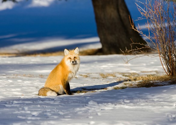 Web_Event-SnowyStory