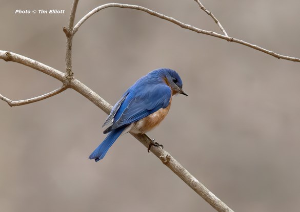 Beautiful blue and orange bluebird sitting a tree branch