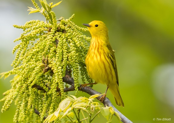 Bright Yellow warbler sitting on a branch eating seeds.