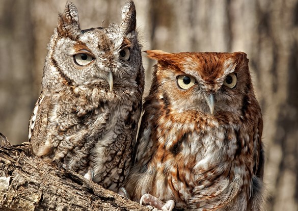 Two owls perched closely together on a tree branch.