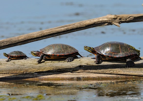 Three painted turtles sunning on a tree branch floating in the water.