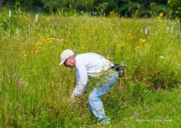 Volunteer participating in Pine Dunes restoration workday clearing.