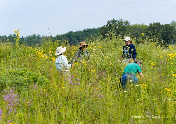 Restoration Workday volunteer clearing invasive species.