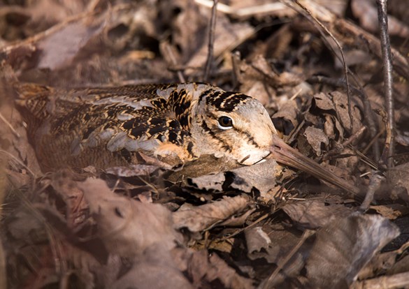 Completely camouflaged Woodcook nestled in brown leaves and mulch on the ground.
