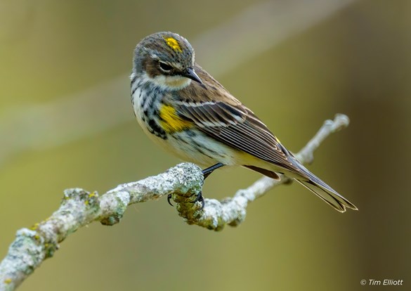 A small bird with vibrant yellow and black feathers perched on a branch.
