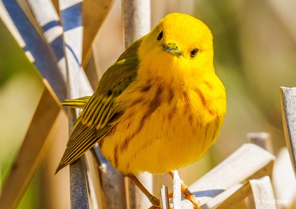 Beautiful yellow warbler starring into the camera.