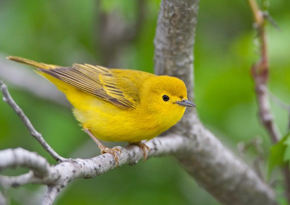 Bright Yellow warbler sitting on a tree branch.