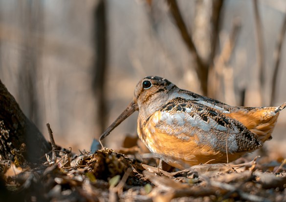 Beautiful woodcock walking through leaves on the ground