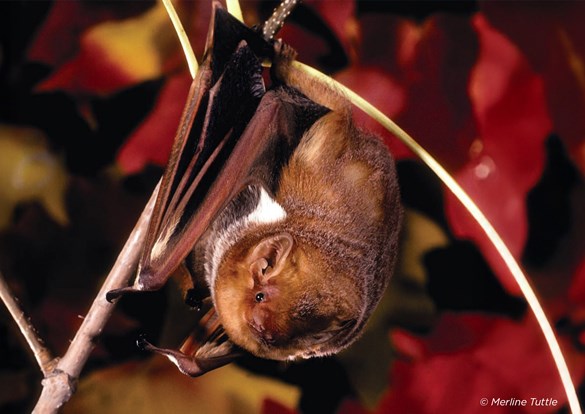 Brown bat hanging upside down from a tree branch.