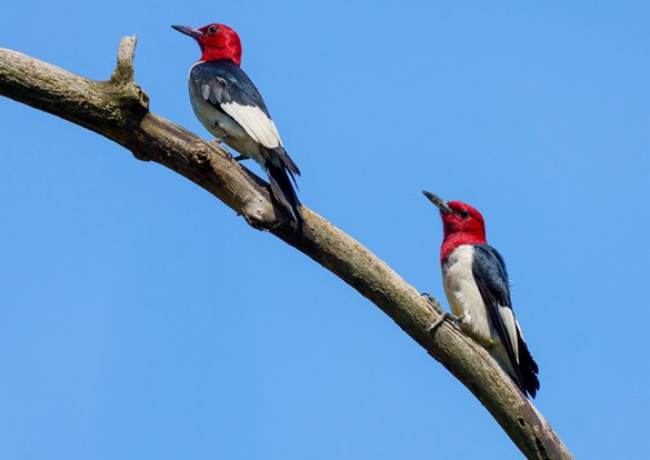 A Pair of red-headed woodpeckers perched on a branch together.