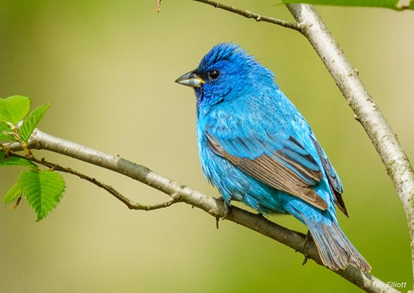 A Indigo bunting calmly sitting on a branch, with lush green leaves in the background.