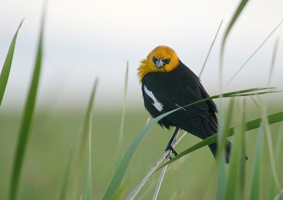 Photo of a yellow-headed blackbird