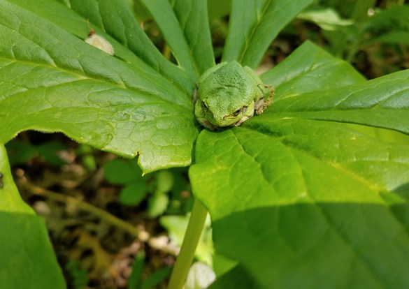 Small tree frog camouflaged green on plant leaf
