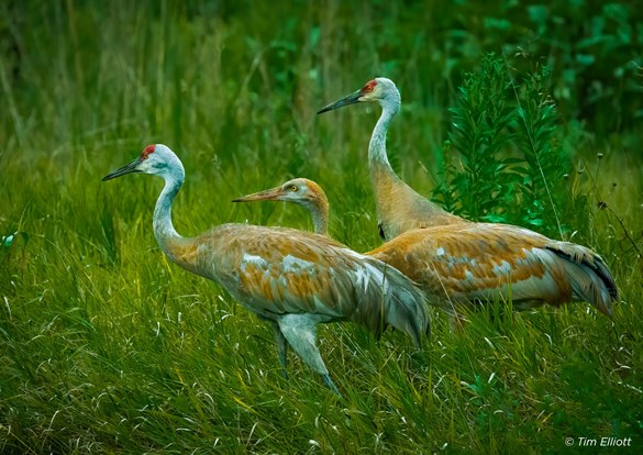 Three Sandhill Cranes walking through thick green grass