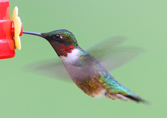 Beautiful ruby-throated hummingbird flapping it's wings while feeding.