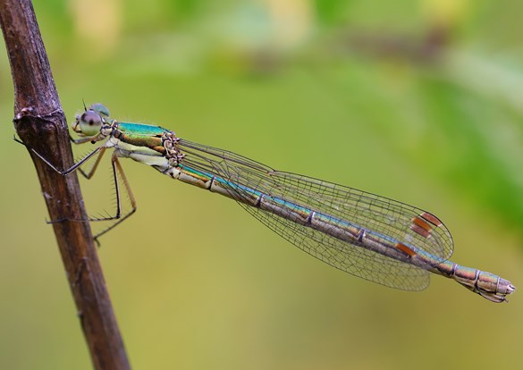 Photo of a large dragonfly hanging on a tree branch