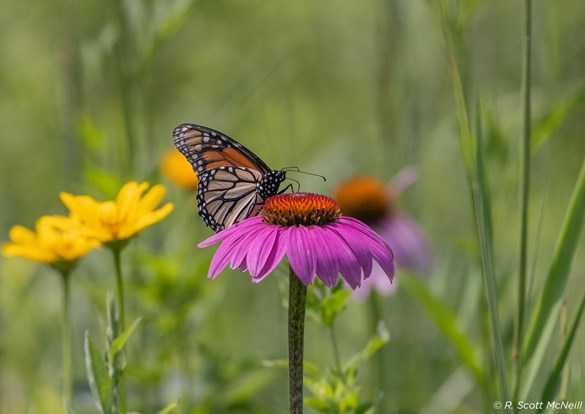 Close-up photo of a monarch butterfly sitting on a purple cone flower.