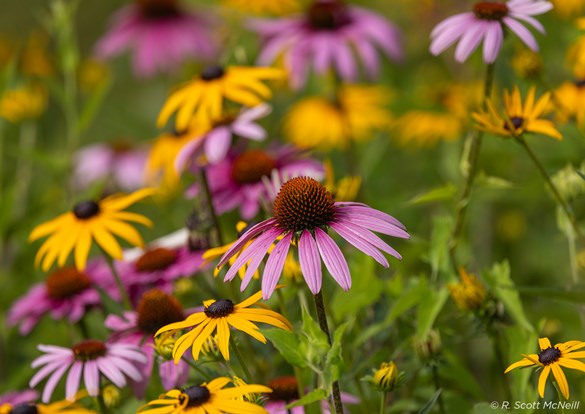 Yellow and brown black-eyed susan's and purple cone flowers growing in a field.