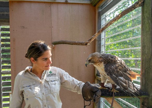 Female instructor holding an injured red-tail hawk in captivity.