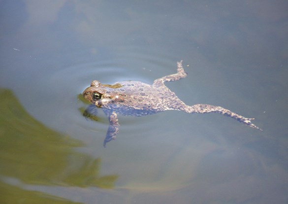 A large American toad stretched out in the water.