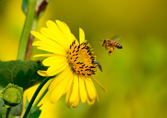 Bumble bee getting ready to feed from a bright yellow flower.