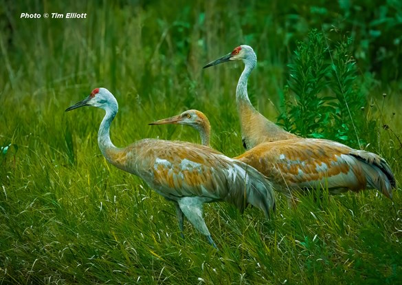Three Sandhill Cranes walking through thick green grass