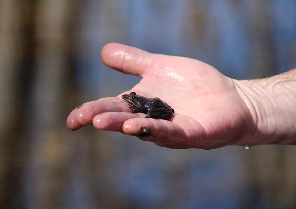 Small brown tadpole sitting in the palm of a mans hand.