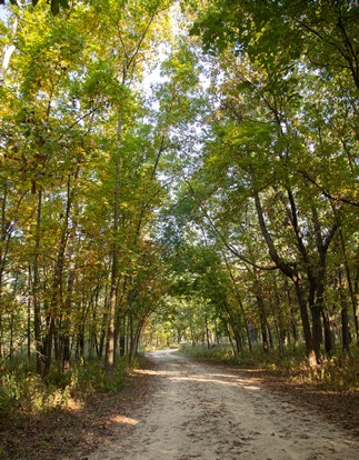 Walking a trail through tall green trees.
