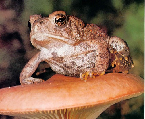 amtoad