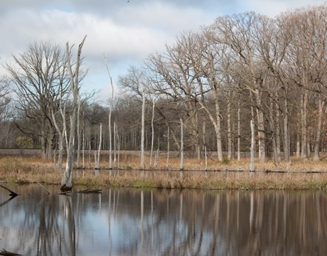 Heavily tree lined shore around a wetland.