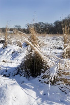 Winter photo of the preserves
