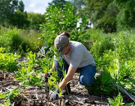 Restoration worker planting a tree in the forest preserve.