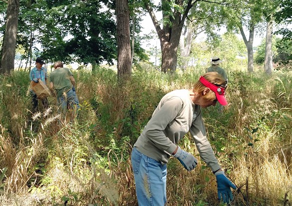 Restoration Workday volunteers working under a tree's shaded area