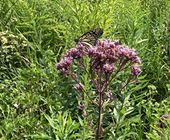 Purple native Joe Pye Weed with a monarch butterfly feed from it's flowers.