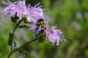 Large bumblebee foraging a purple bergamot flower.