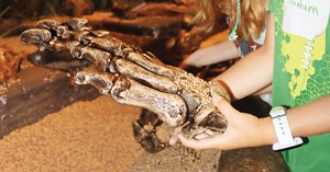 Two young children digging through sand and finding replica dinosaur bones.