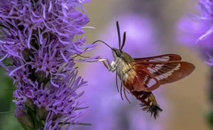 Moth